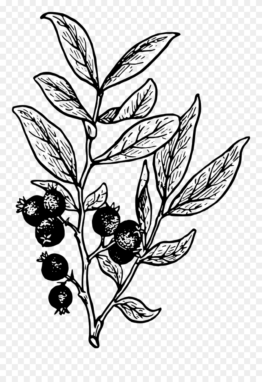 Twig Drawing Biology - Berries Clipart Black And White - Png Download