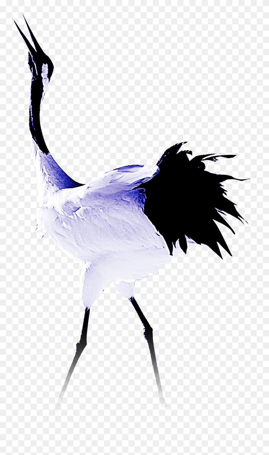 Sandhill Crane Clipart Stork Bird - Common Ostrich - Png Download