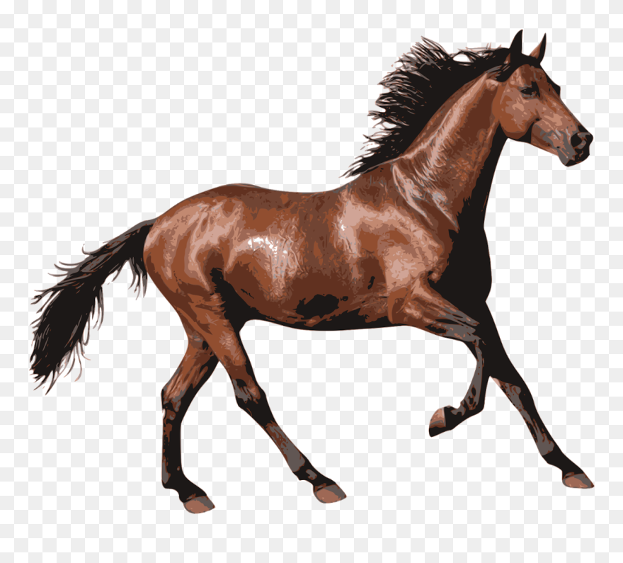 Foal,mare,horse - Transparent Horse Png Clipart