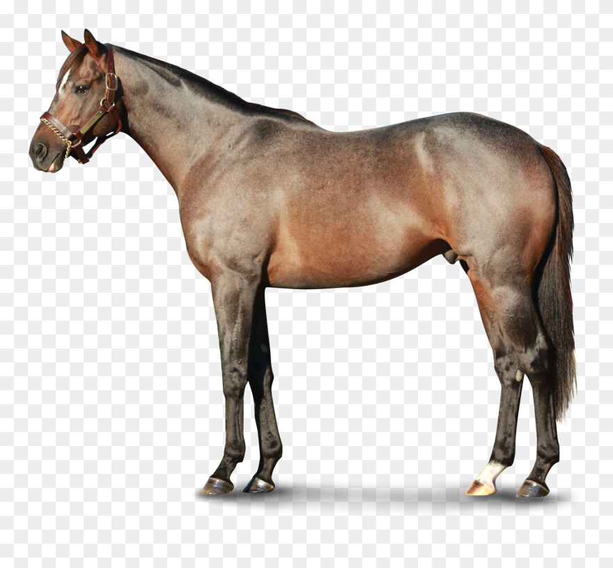 Transparent Horses Thoroughbred - Appaloosa Breyer Clipart