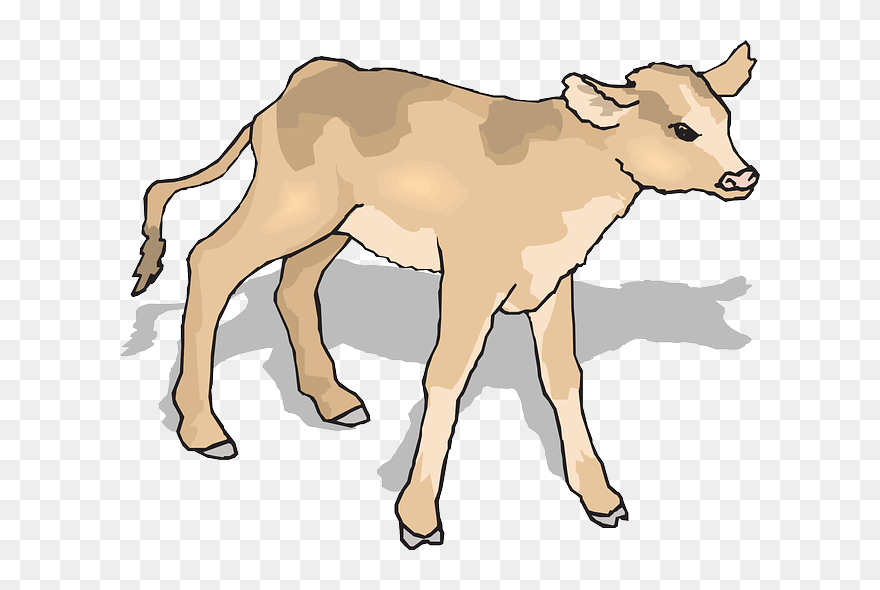 Baby, Shadow, Standing, Animal, Curious, Calf - Calf Clipart - Png Download