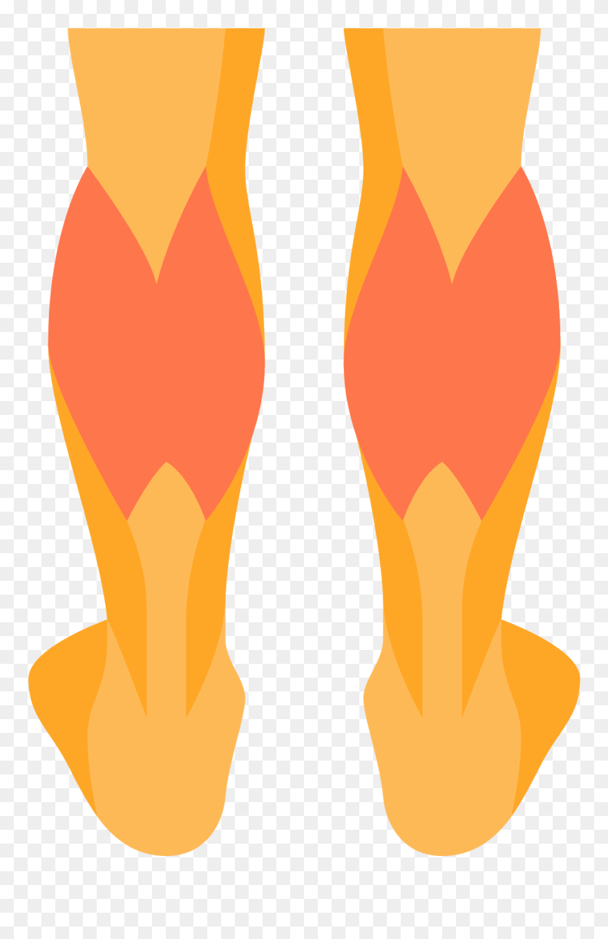 Leg Clipart Leg Calf - Illustration - Png Download