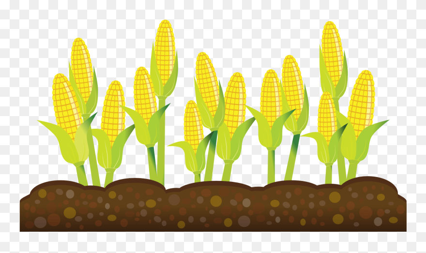 Farming Crops Clipart - Crops Clipart Transparent Background - Png Download