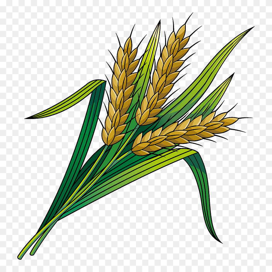 Wheat Clipart - Png Download