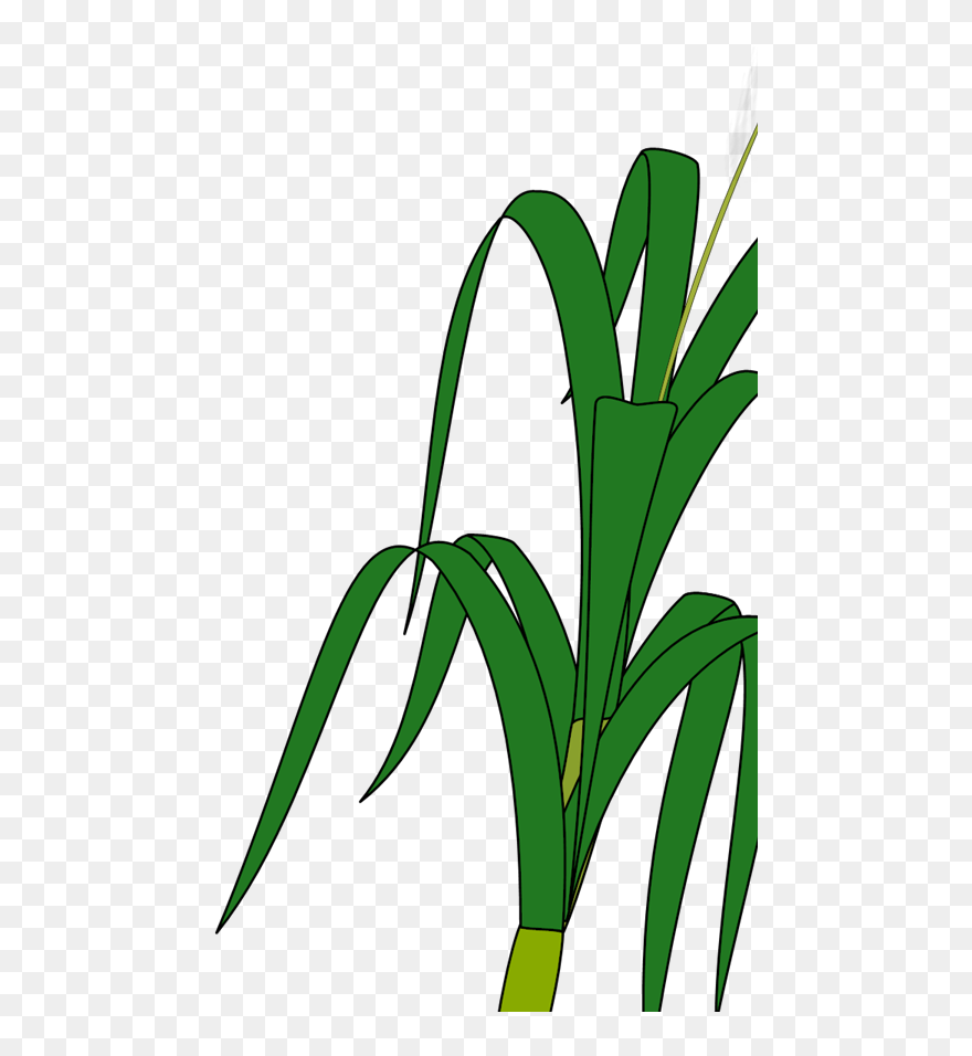 Wheat Plant Clipart