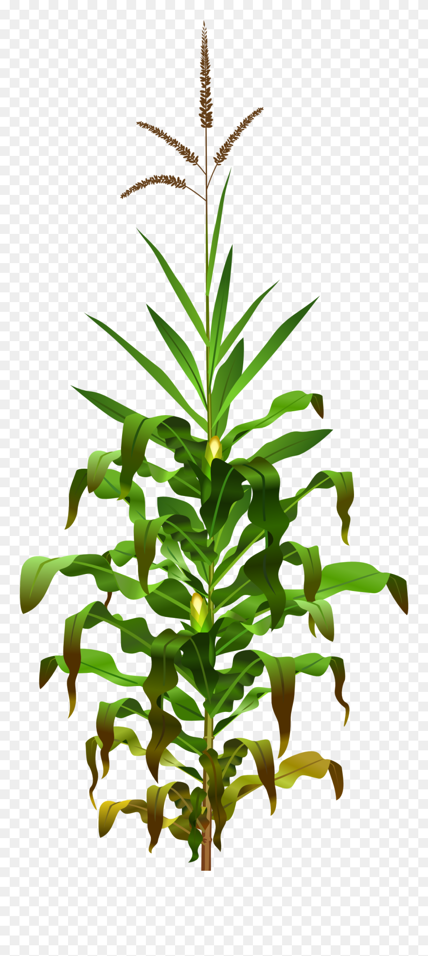 Vegetation Drawing Field Wheat Transparent Png Clipart - Corn Plant Png