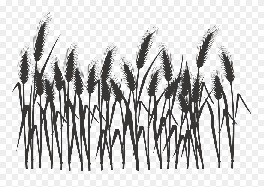 Wheat Field Png Black And White - Wheat Black And White Clipart
