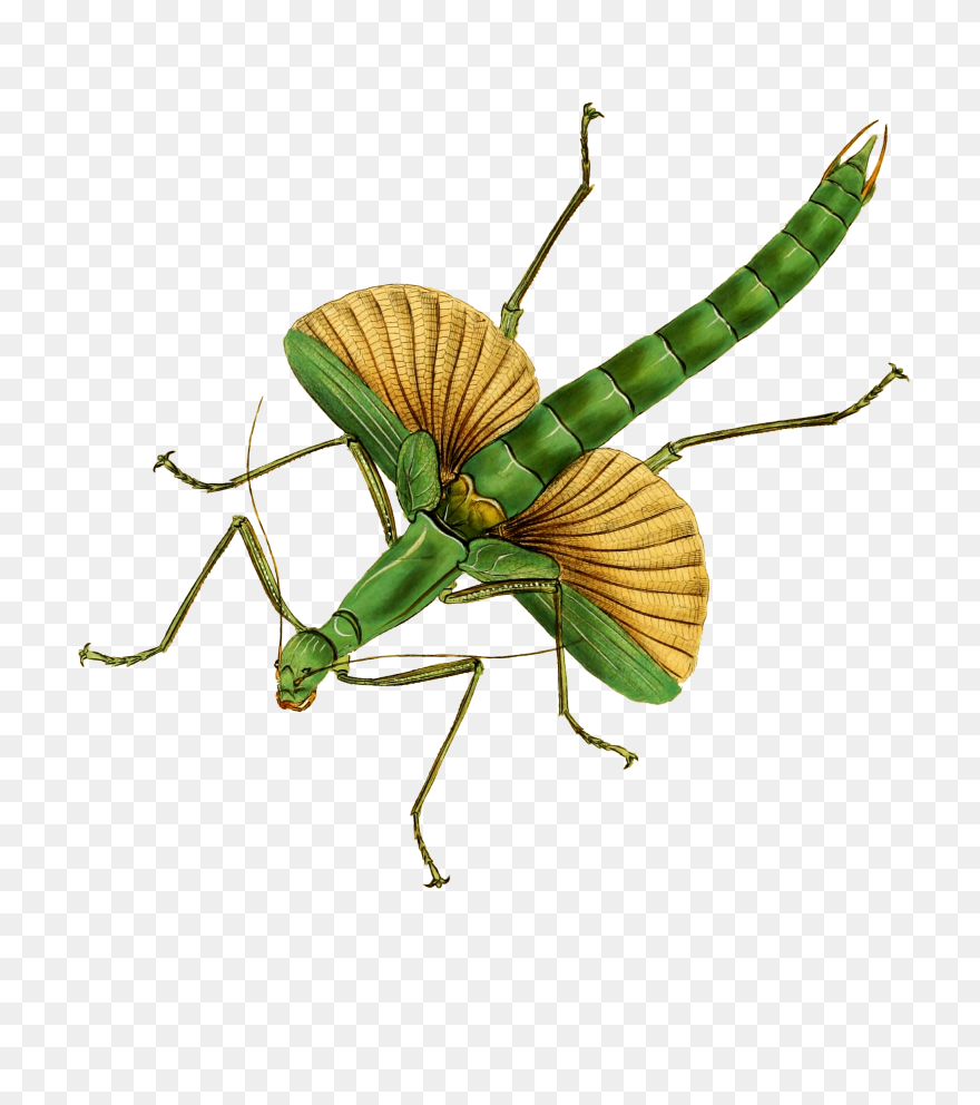 Transparent Insects Clipart - Antique Insect Prints - Png Download