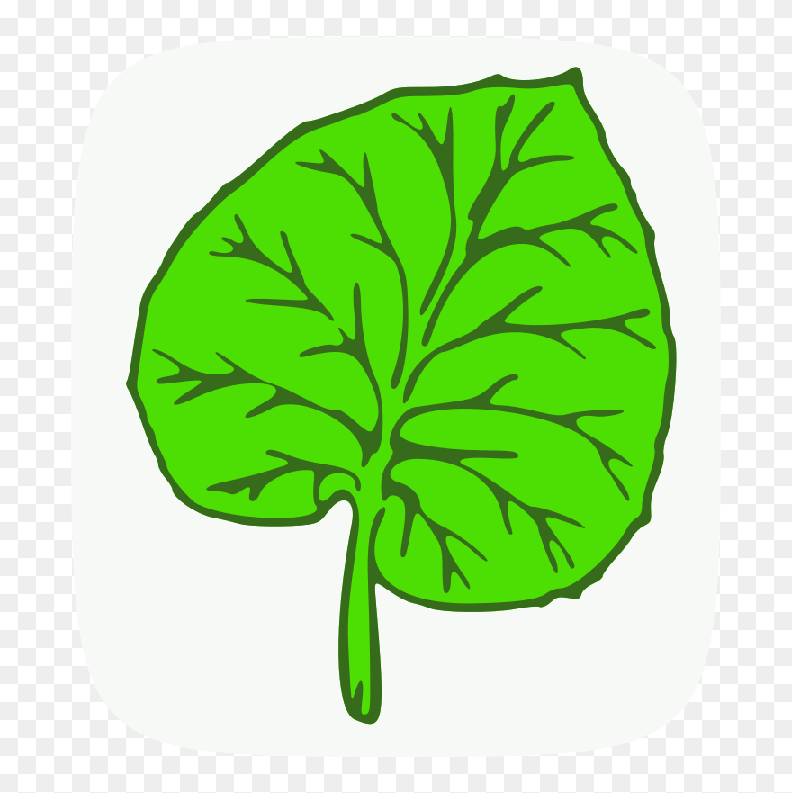 Botany Quiz Award - Big Leaf Clip Art - Png Download