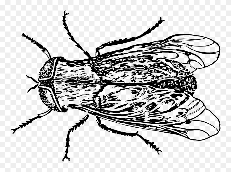 Horsefly Graphic Clipart