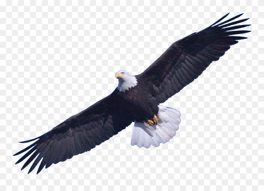 Bald Eagle Png Transparent Images - Bald Eagle Transparent Background Clipart