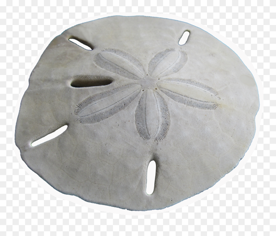 Die Cut Stickers - Sand Dollar Clipart