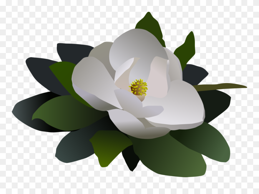 Sacred Lotus Magnolia Petal Computer - Magnolia Flower Free Clipart - Png Download