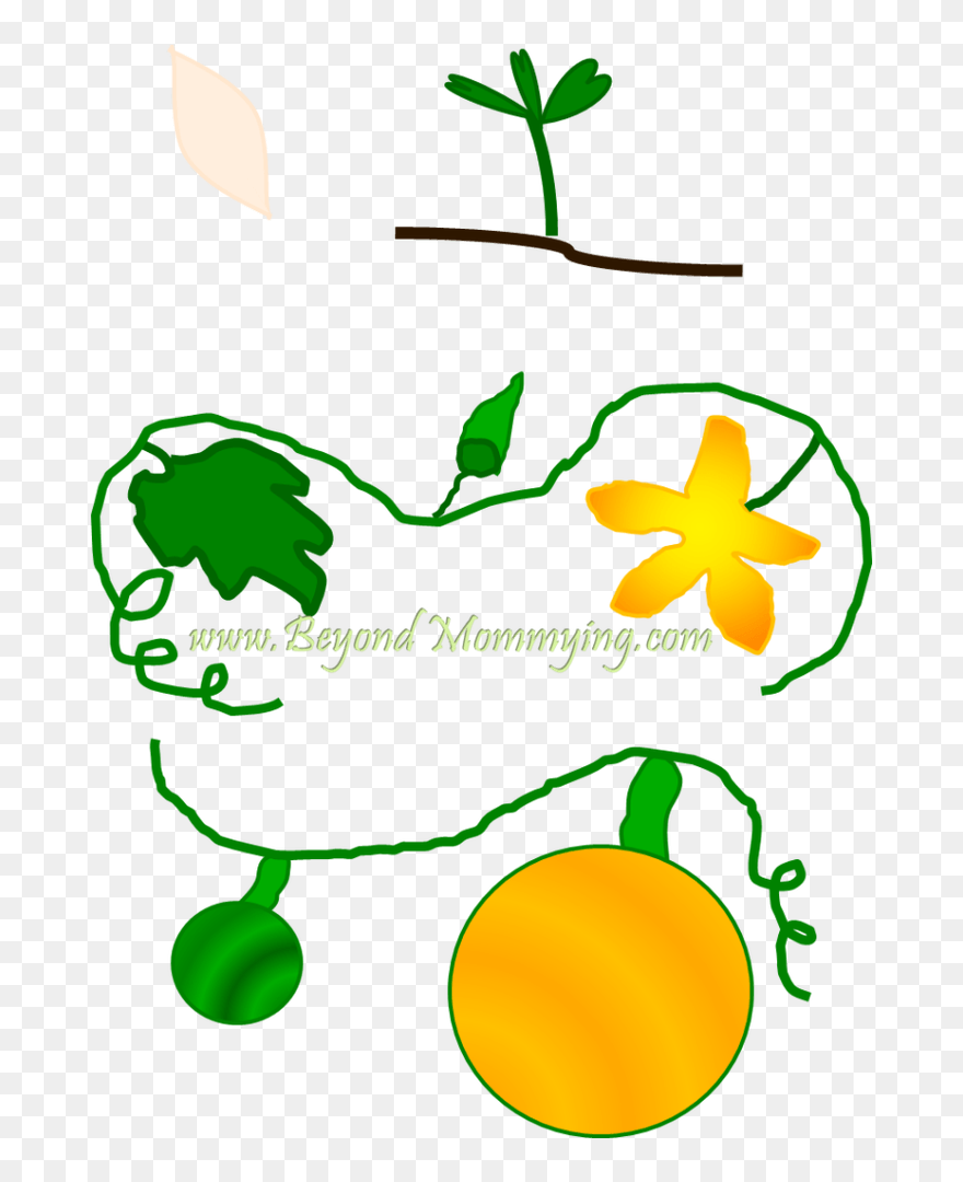 Flower Life Cycle Clipart Png Black And White Life - Life Cycle Of A Pumpkin Leaf Transparent Png