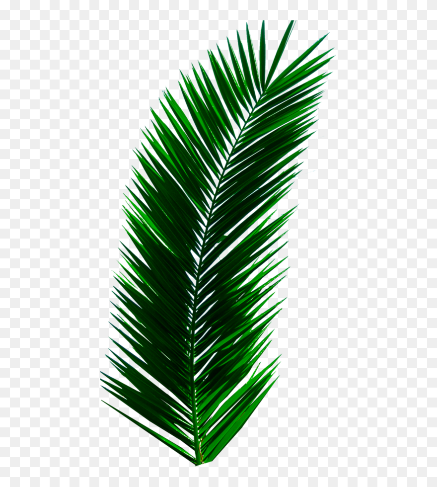Transparent Plants Png - Real Palm Leaves Png Clipart