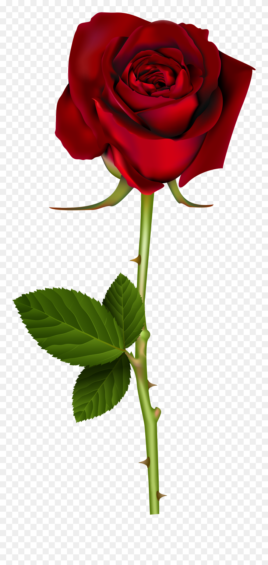 Transparent Background Red Rose Png Clipart