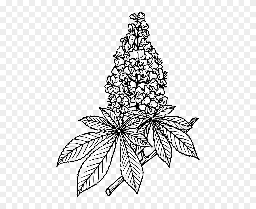 Chestnut, Nature, Plant, Tree, Branch, Leaf, Biology - Horse Chestnut Clipart