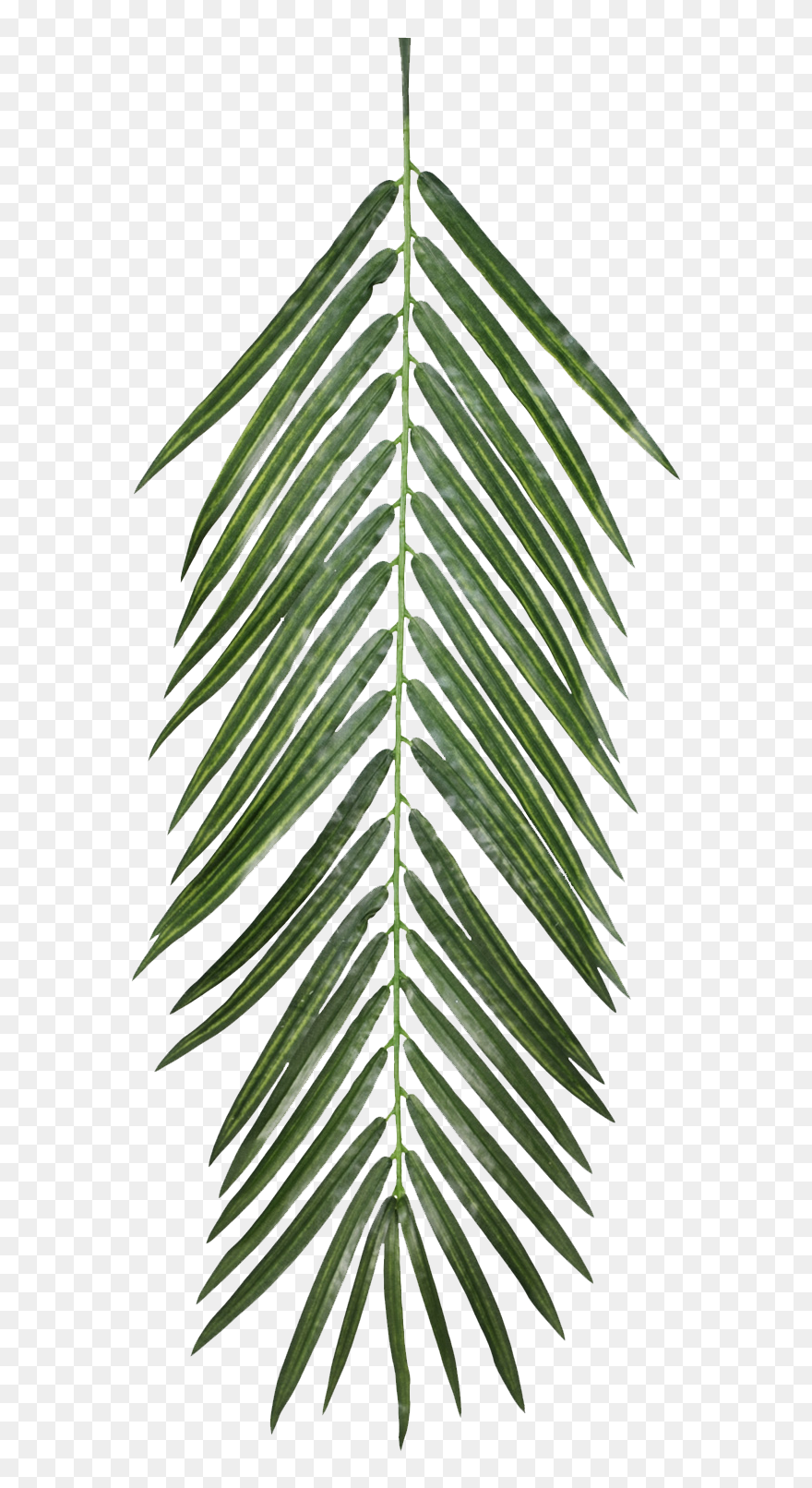 Palm Leaf Free Texture Clipart