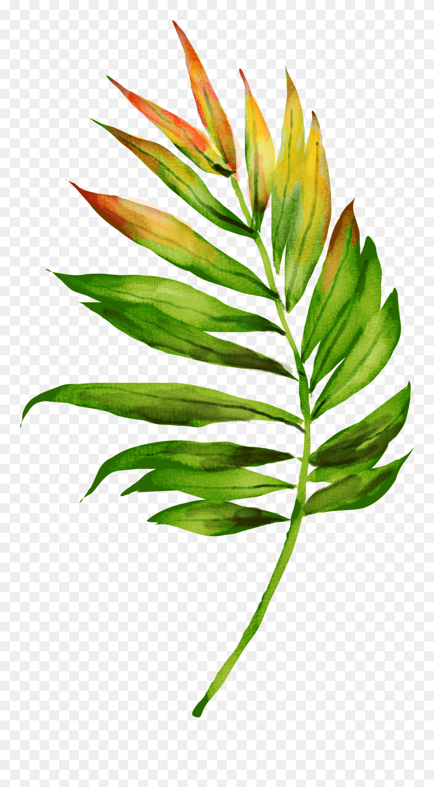 Jungle Plants Png Clipart