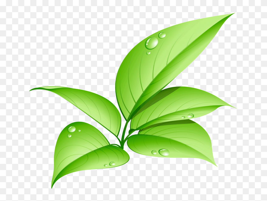 Green Leaf Png Image Free Download Searchpng - Transparent Green Leaf Png Clipart