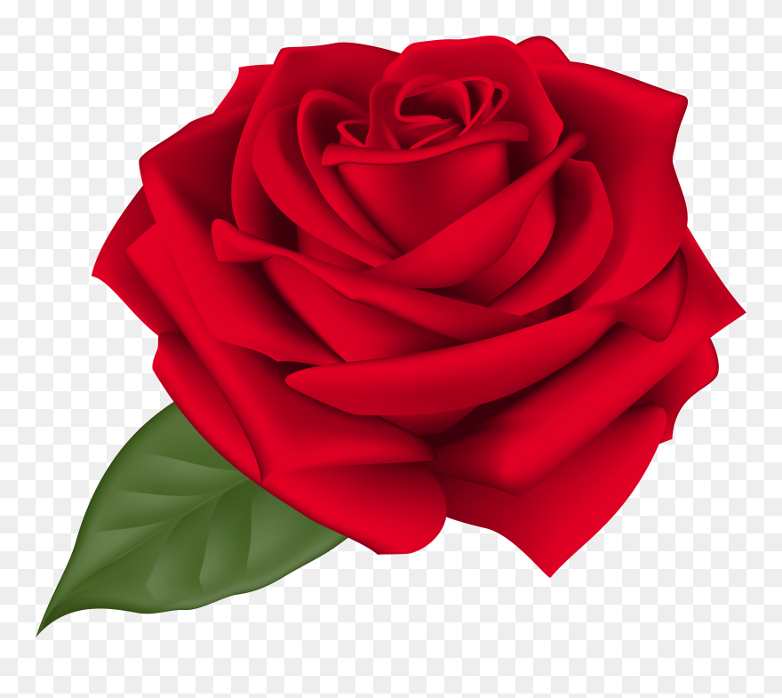 Rose Red Transparent Png Clip Art Imageu200b Gallery