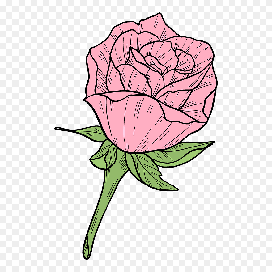 Pink Rose Clipart - Garden Roses - Png Download