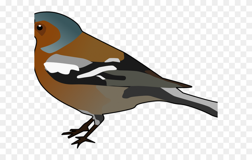 Galapagos Finches Clipart - Png Download