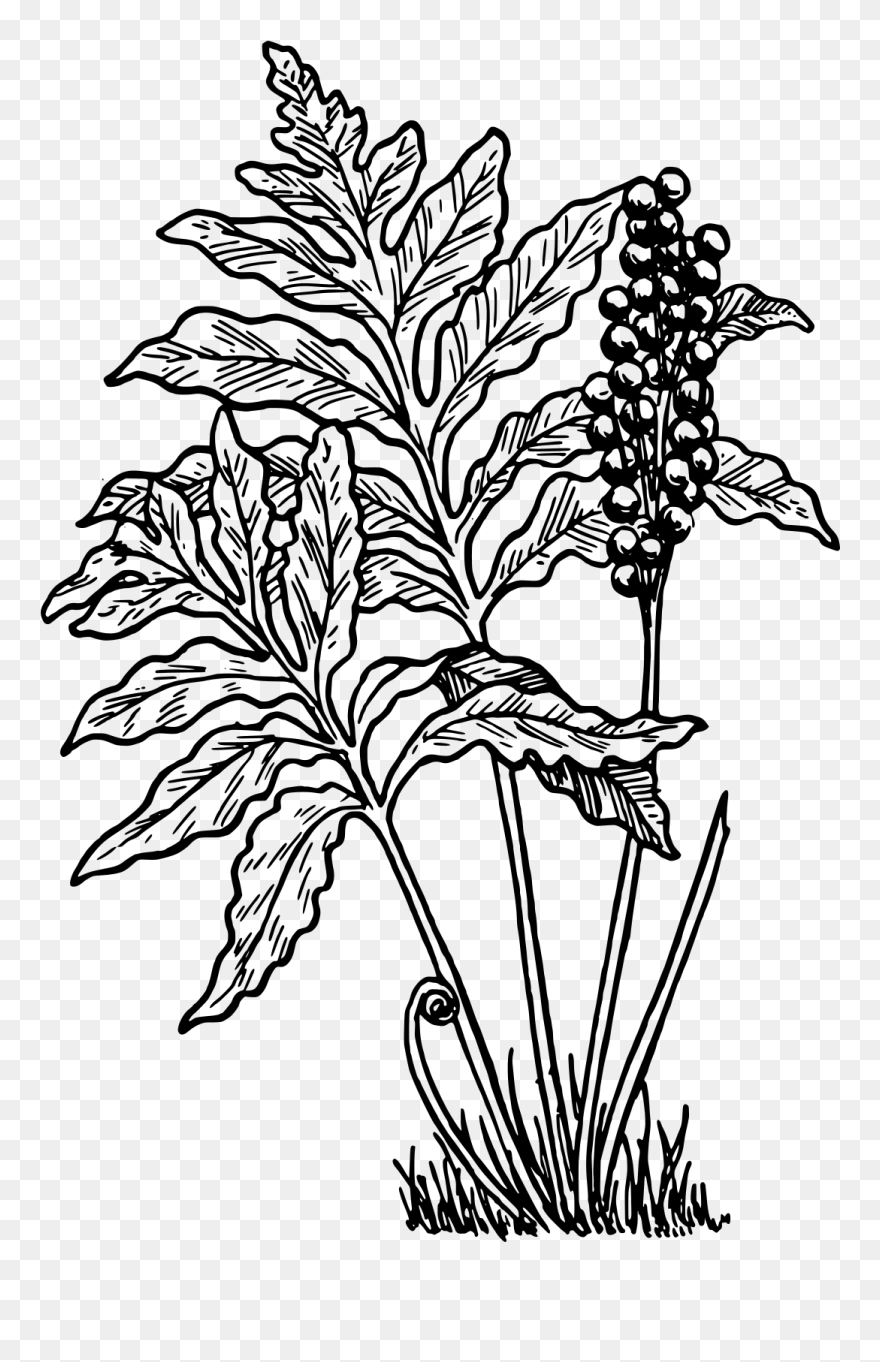 Fern Clip Art - Png Download