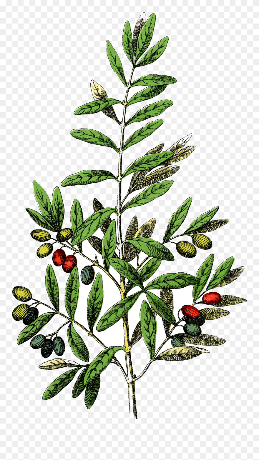 Free Botanical Olives Clip Art Graphicsfairy - Free Botanical - Png Download