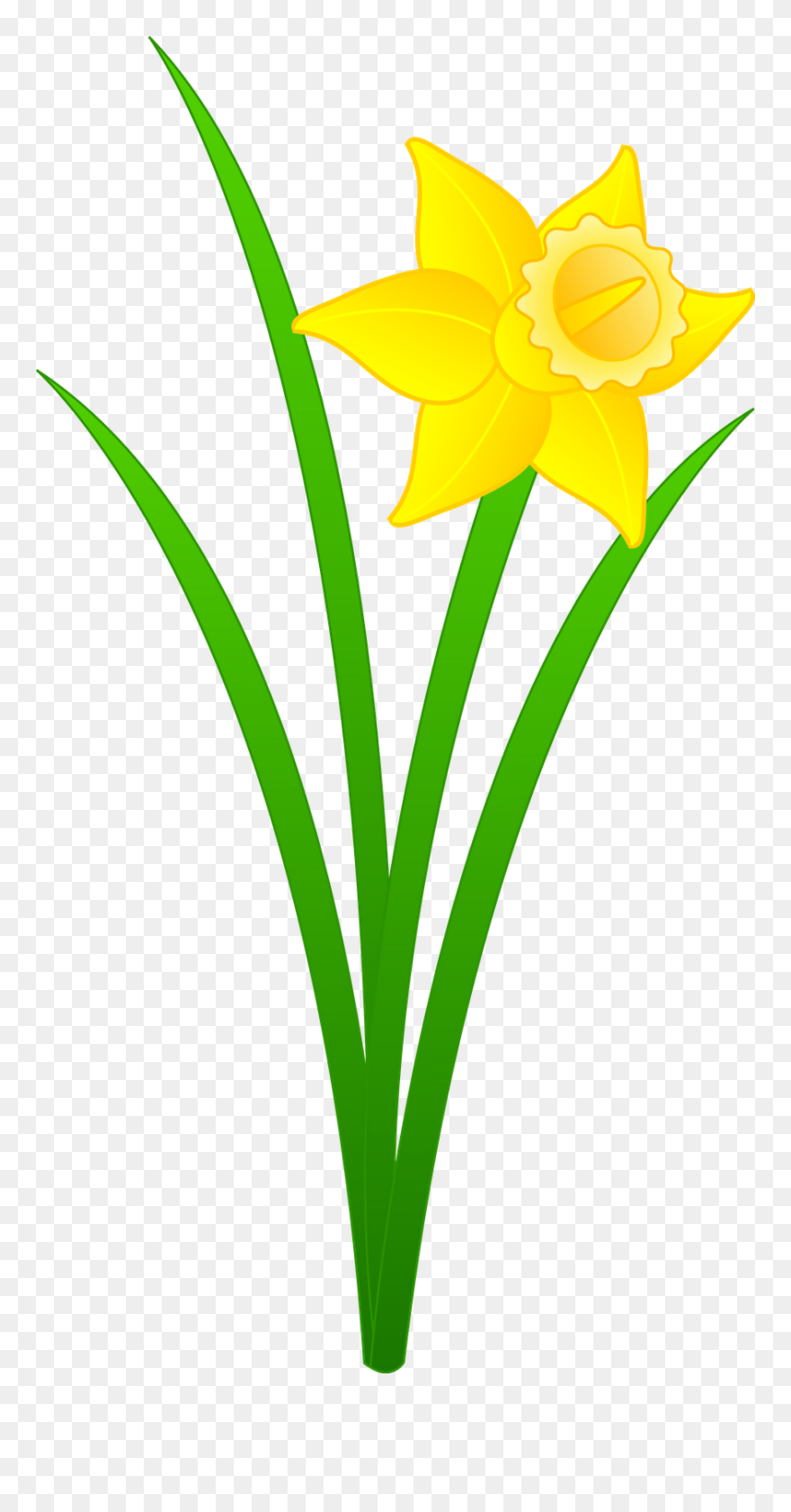 Clip Art Daffodil - Png Download