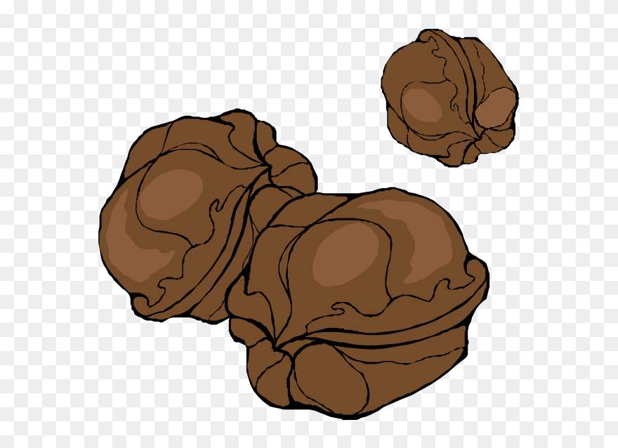 Walnuts - Cartoon Walnuts Clipart