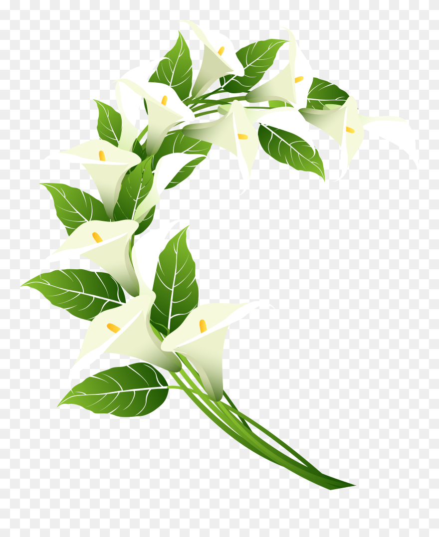 Calla Lily Border Clipart Svg Free Calla Lily Decoration - Png Download
