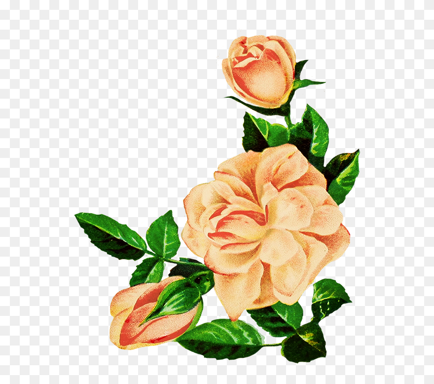 Drawing Of Pink Roses - Rose Pink Flowers Drawings Clipart