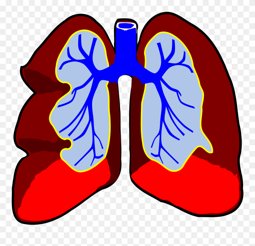 Animated Lung Png - Lungs Clip Art Transparent Png