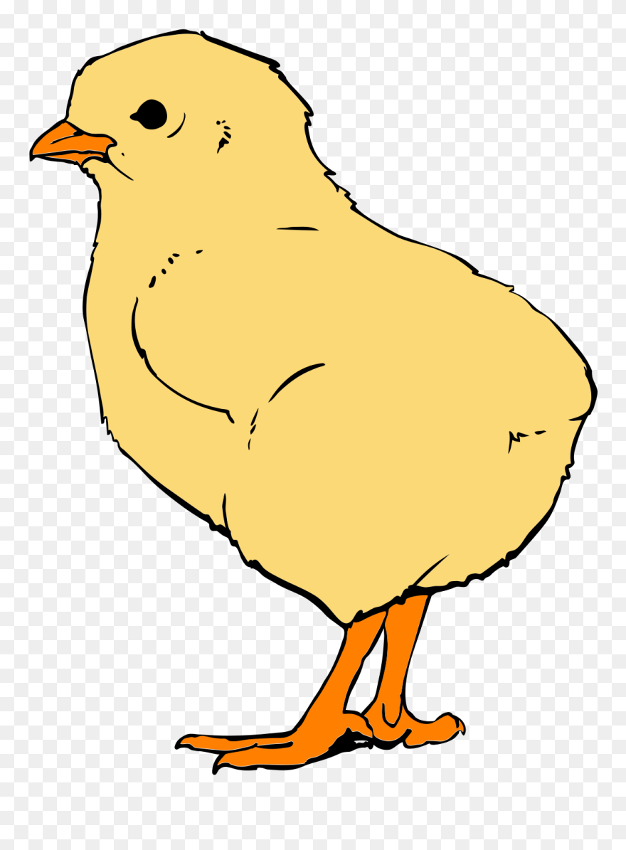 Küken Clipart - Png Download