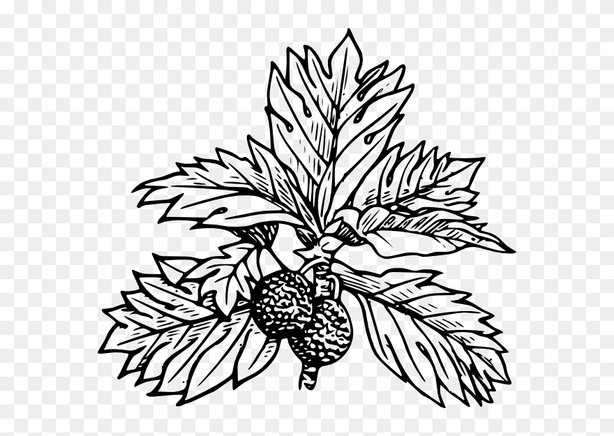 Black And White Picture Of Breadfruit Plant Clipart