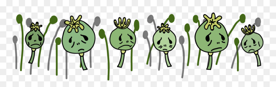 Opiates Plant Png Clipart