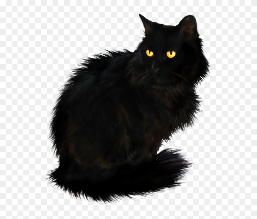Persian Cat British Longhair Maine Coon Portable Network - British Longhair Cat Black Clipart