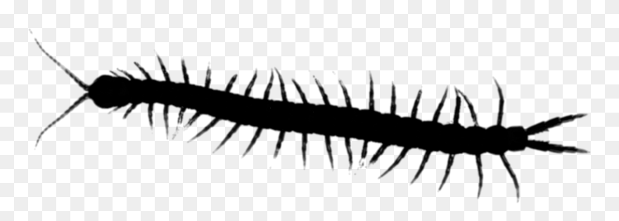 Millipedes Centipedes House Insect Centipede Graphics - Centipede Transparent Clipart