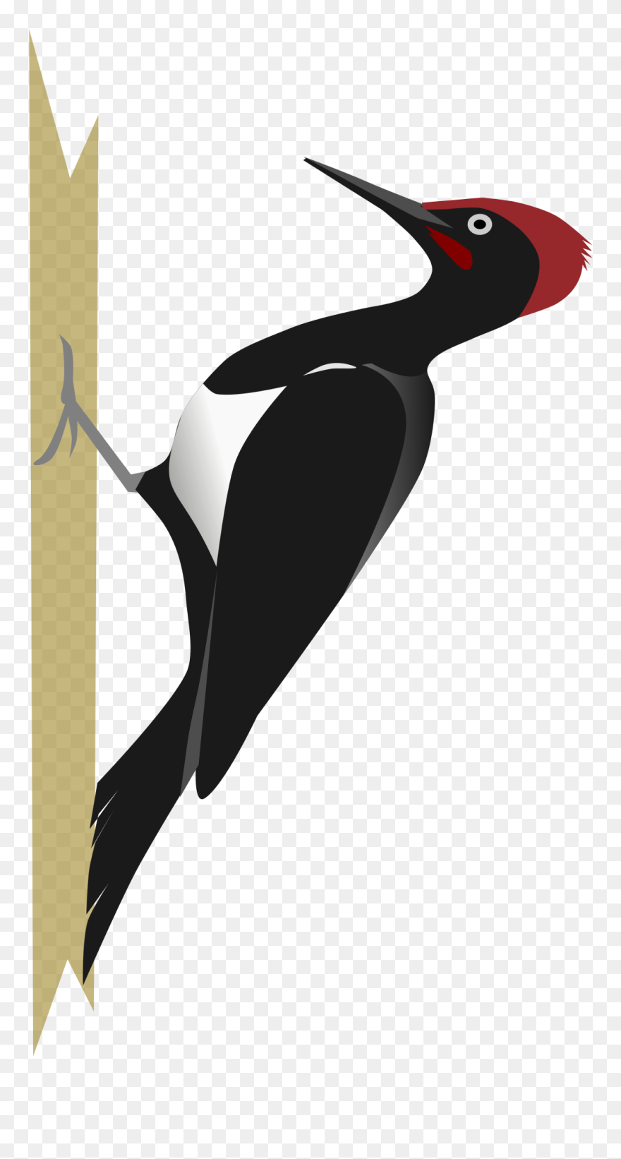 Woodpecker Png Clipart