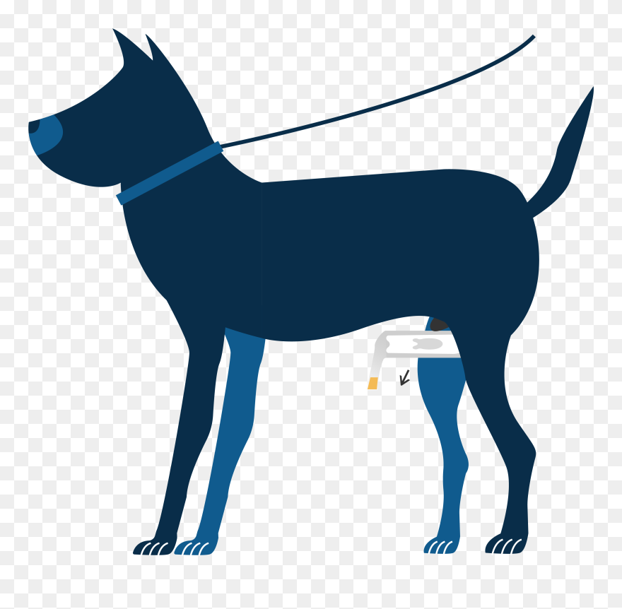 Zo Werkt Het5 - Dog Catches Something Clipart