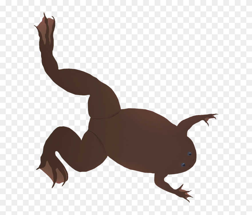 Western Clawed Frog - Illustration Clipart
