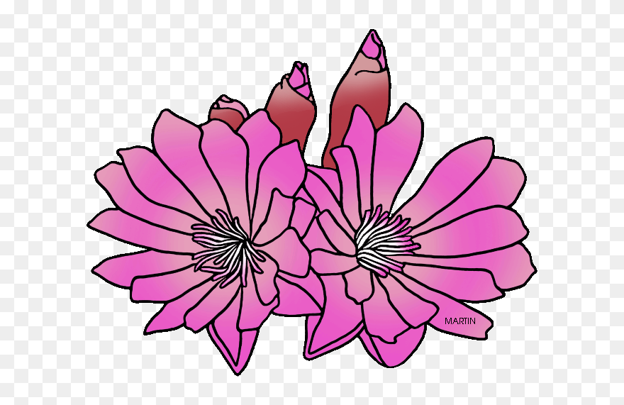 Transparent Scottish Thistle Clipart - Montana State Flower Drawing - Png Download