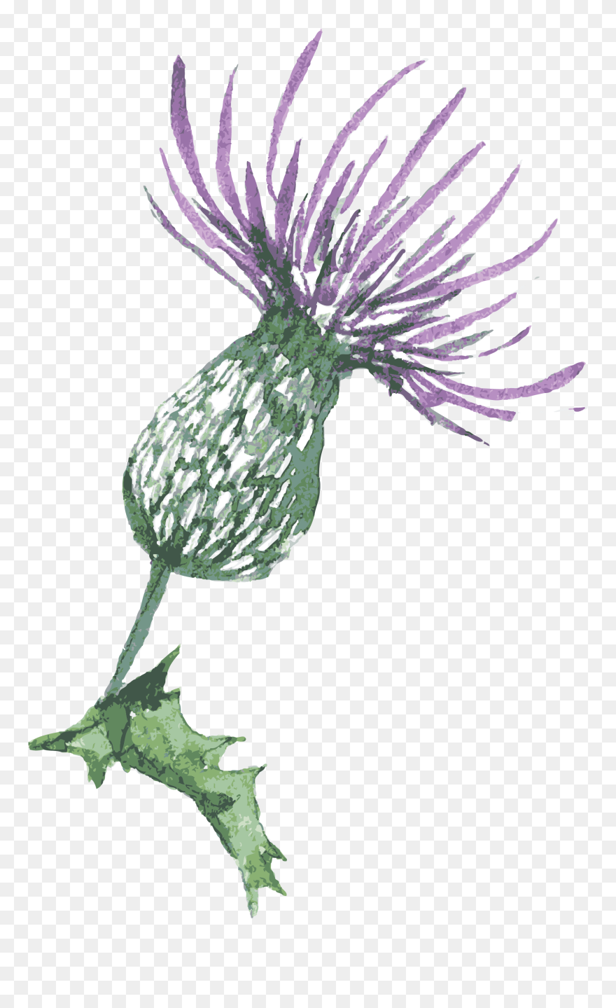 Scotland Thistle Drawing - Easy To Draw Thistle Clipart