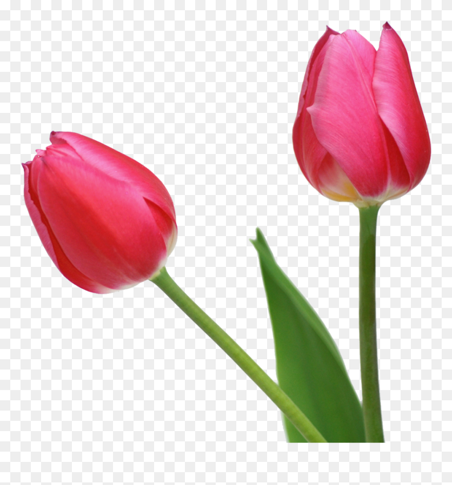 Indira Gandhi Memorial Tulip Garden Flower Clip Art - Tulip Png Transparent Png