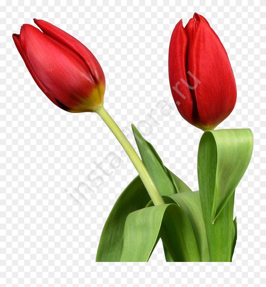 Indira Gandhi Memorial Tulip Garden Flower Clip Art - Тюльпан На Прозрачном Фоне - Png Download