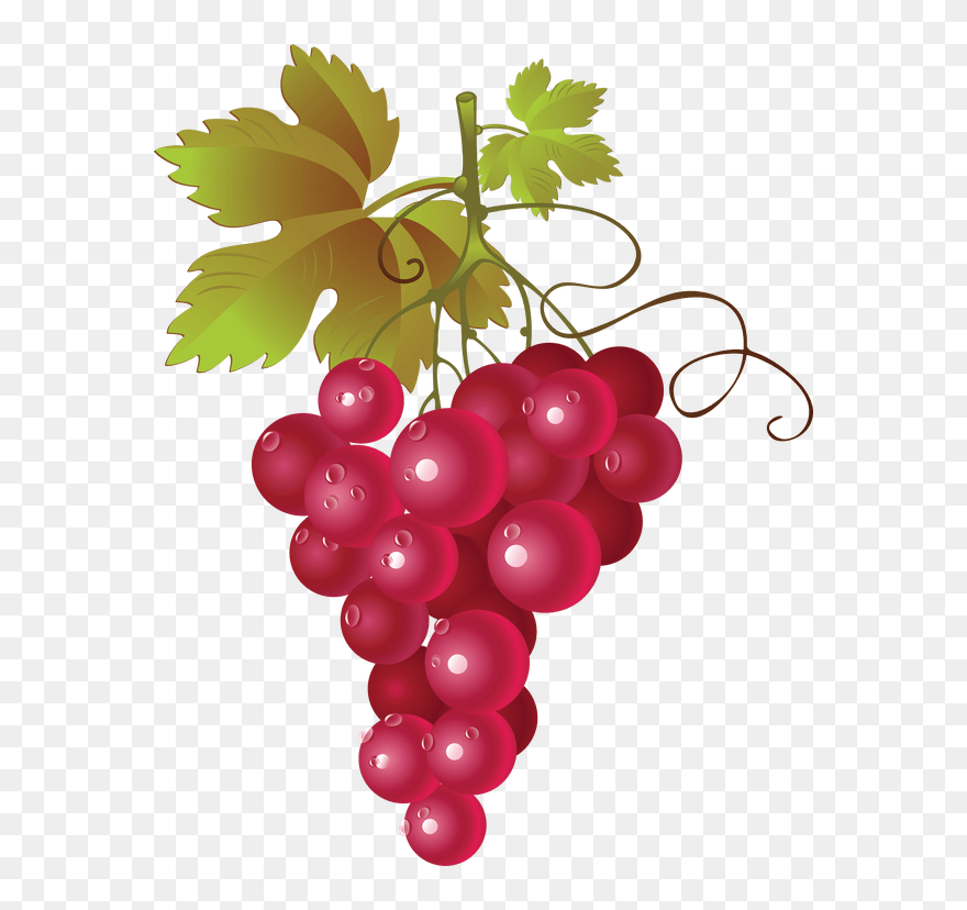 Grapevine Clipart Watercolor - Red Grapes Clipart - Png Download