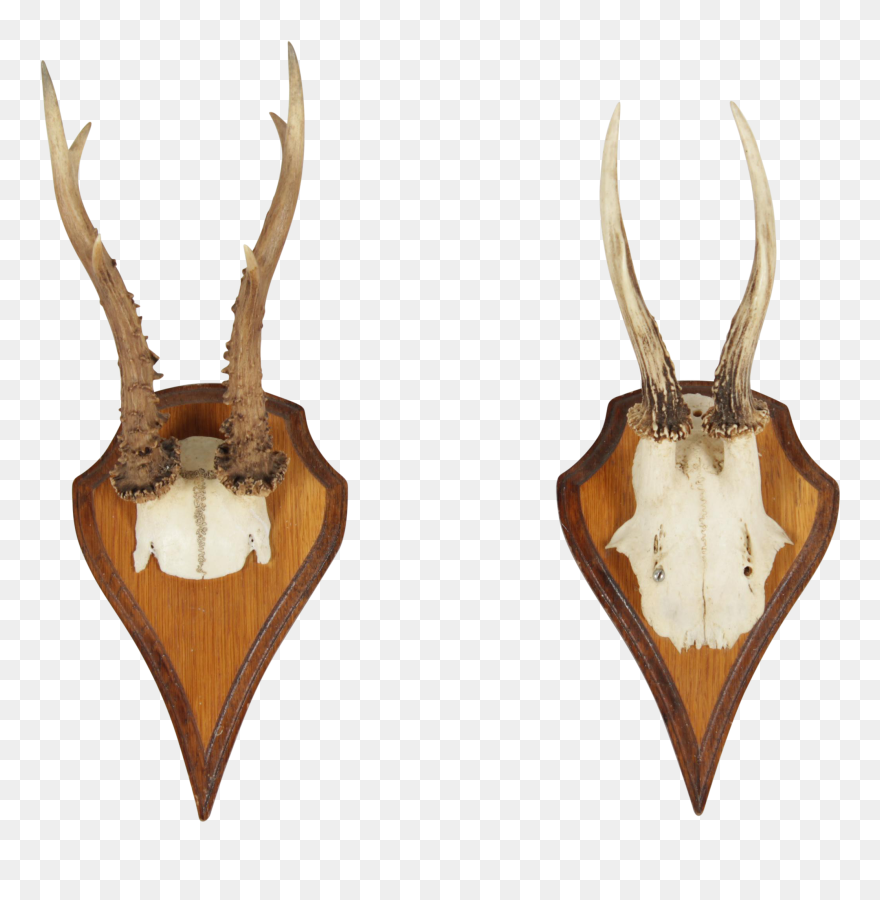 Vintage German Roe Deer Antlers A Pair - Trophy Hunting Clipart