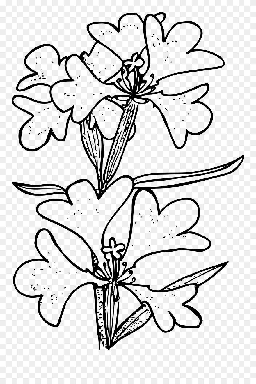 Ragged Robin Clip Arts - Coloring Page - Png Download