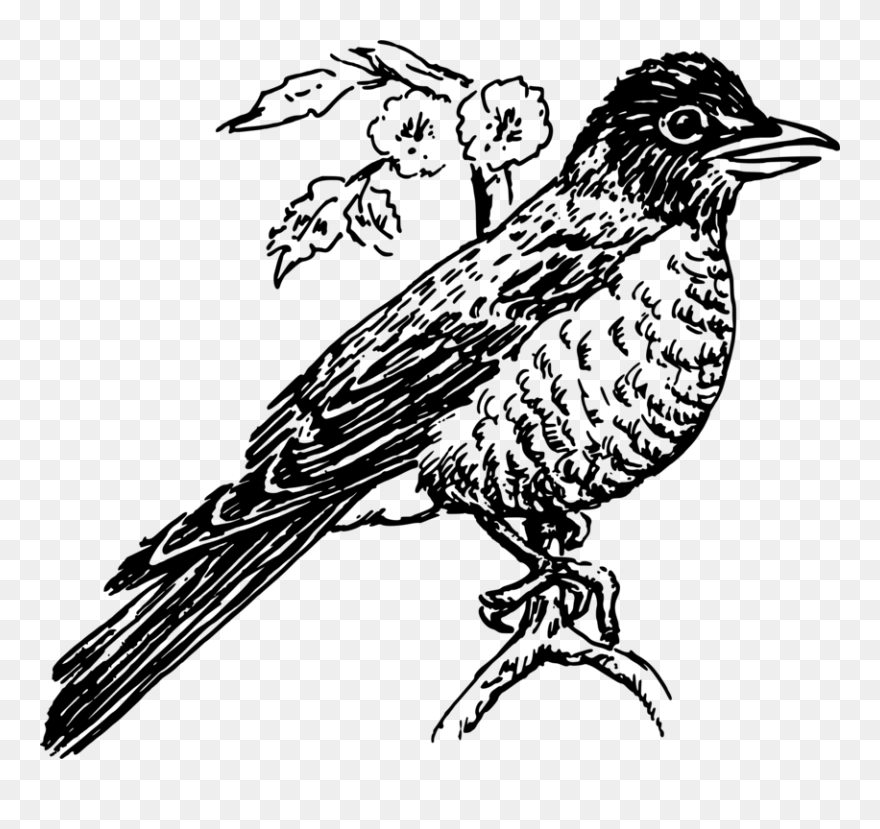 Perching Bird,line Art,falconiformes - Robin Clipart Black And White - Png Download